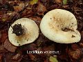 Lactifluus vellereus-amf1134-1